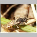 Nomada flava  - Wespenbiene w15.jpg